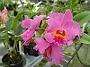 Tinonee-orchids-2 064